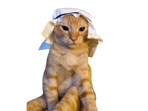 Gato
